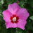 Hibiscus, Lil' Kim® Violet Rose of Sharon