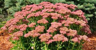 Stonecrop, Autumn Joy Sedum