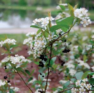 Chokeberry, Iroquois Beauty™ Black Chokeberry