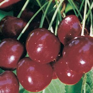 Cherry, Regina - Sweet Cherry (Prunus `Regina`), 7 gal