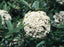 Viburnum, Prague Viburnum