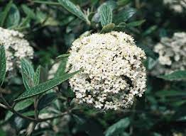 Viburnum, Prague Viburnum