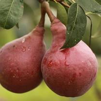 Pear, Red Bartlett (Pyrus X Red Bartlett) - European Pear, 7 gal