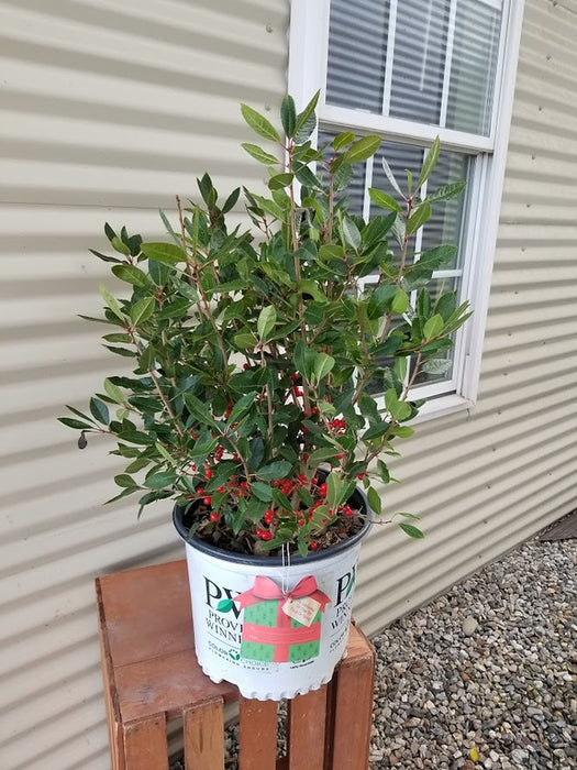 Holly, Little Goblin® Red Winterberry Holly