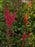 Astilbe, Fanal Astilbe