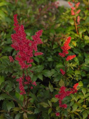 Astilbe, Fanal Astilbe