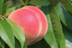 Peach, Reliance, Prunus X Reliance Peach, 7 gal