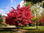 Maple, Cider Hill Japanese Maple