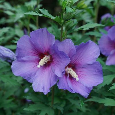 Hibiscus, Paraplu Violet Rose of Sharon Hibiscus