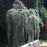 Cypress, Pendula Weeping Alaskan Cedar Cypress