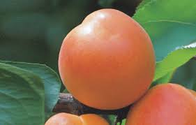 Apricot, Goldstrike (Prunus Goldstrike), 7 gal