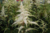 Astilbe, Deutschland Astilbe