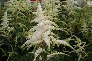 Astilbe, Deutschland Astilbe