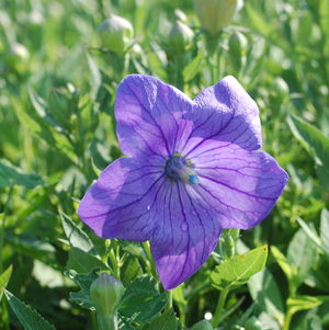 Balloon Flower, Sentimental Blue Balloon Flower