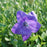 Balloon Flower, Sentimental Blue Balloon Flower