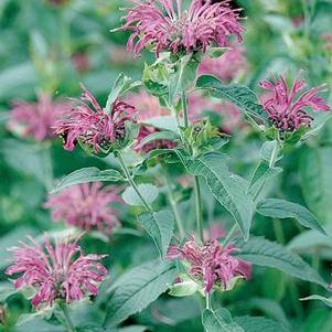 Bee Balm, Blue Stocking Bee Balm