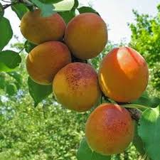 Apricot, Goldcot Semi-Dwarf Apricot, 7 gal