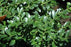 Holly, Green Luster Japanese Holly
