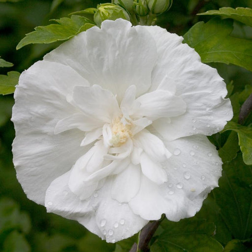 Hibiscus, White Chiffon® Rose of Sharon - TREE FORM