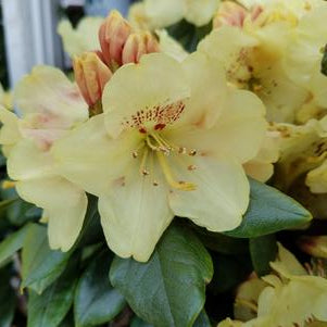 Rhododendron, Gold Prinz Rhododendron