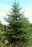 Spruce, Montrose Charm Spruce