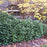 Cherry Laurel, Chestnut Hill Cherry Laurel