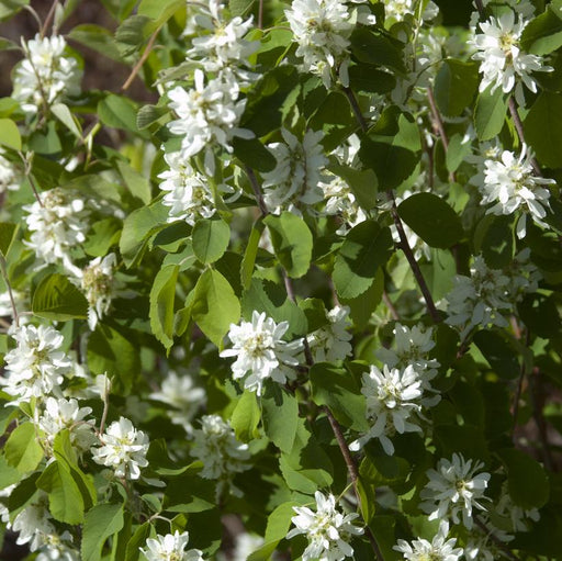 Serviceberry, Standing Ovation Serviceberry