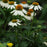 Coneflower, Echinacea Pow Wow White Coneflower