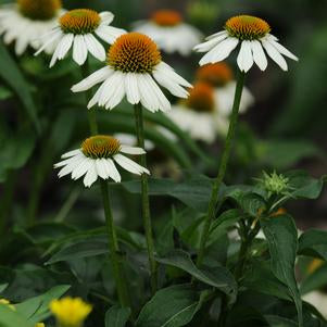 Coneflower, Echinacea Pow Wow White Coneflower