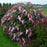 Butterfly Bush, Pink Cascade Butterfly Bush