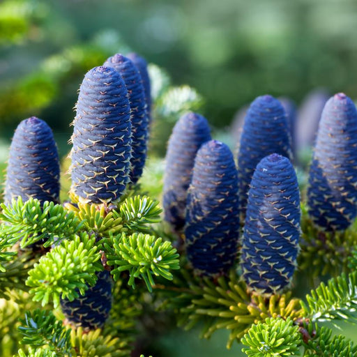 Fir, Nordmann Fir