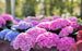 Hydrangea, Elizabeth Ashley Macrophylla Hydrangea