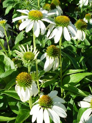 Coneflower, Echinacea White Swan