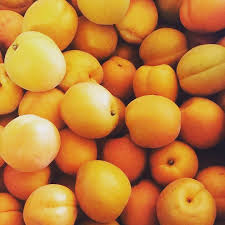 Apricot, Goldbar (Prunus X Goldbar), 7 gal