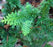 Cypress, Compact Fernspray Cypress