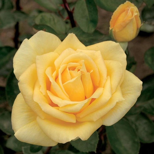 Rose, Oregold Hybrid Tea Rose