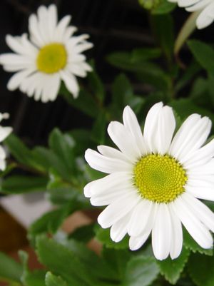 Shasta Daisy, Snowcap Shasta Daisy