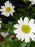 Shasta Daisy, Snowcap Shasta Daisy