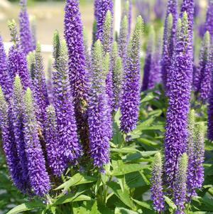 Speedwell, Royal Candles Speedwell