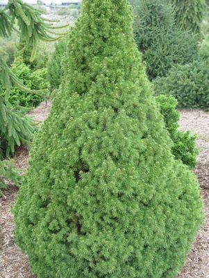 Spruce, Dwarf Alberta Spruce