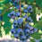 Blueberry, Jersey Highbush (Vaccinium corymbosum Jersey), 2 gal