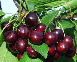 Cherry, Black York - Sweet Cherry (Prunus Avium Black York), 7 gal