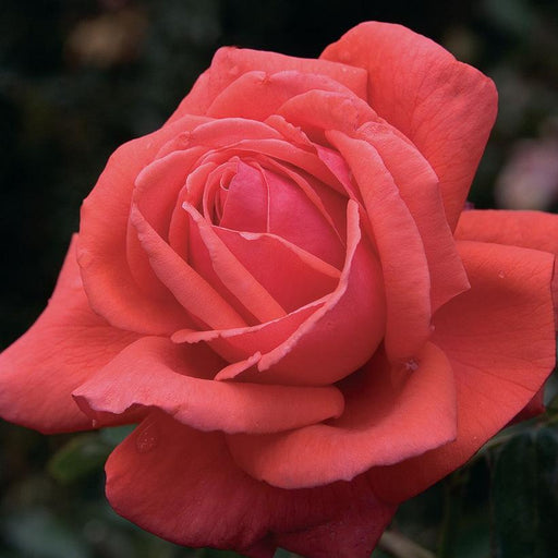 Rose, Fragrant Cloud Hybrid Tea Rose