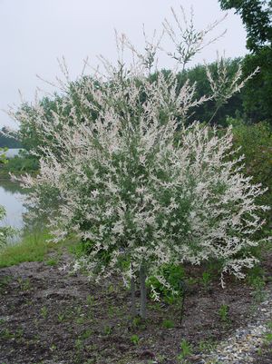 Pussy Willow, Japanese Willow