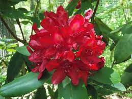 Rhododendron, Francesca Rhododendron