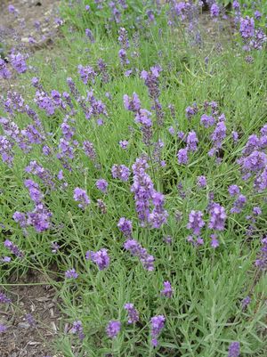 Lavender, Munstead Strain