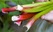 Rhubarb, Victoria (Rheum Victoria)