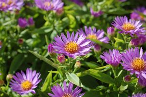 Aster, Woods Purple Aster