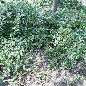 Cotoneaster, Willowleaf Cotoneaster