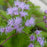 Joe Pye Weed, Hardy Ageratum